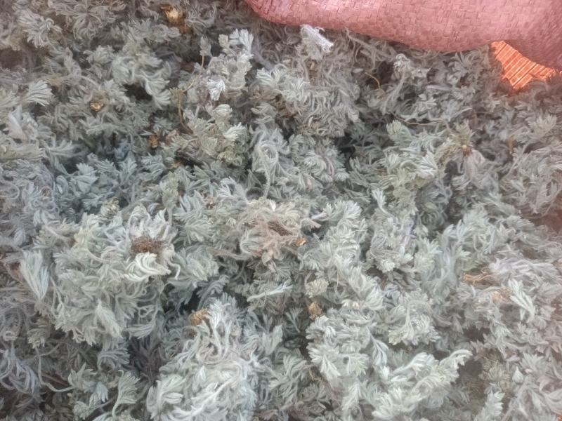 新鲜棉茵陈