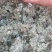 新鲜棉茵陈