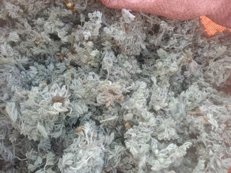 新鲜棉茵陈