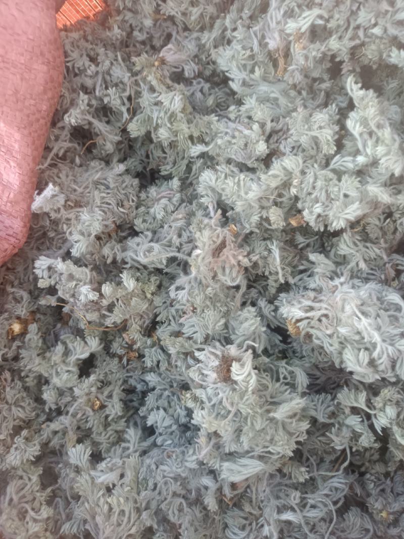 新鲜棉茵陈
