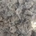 新鲜棉茵陈
