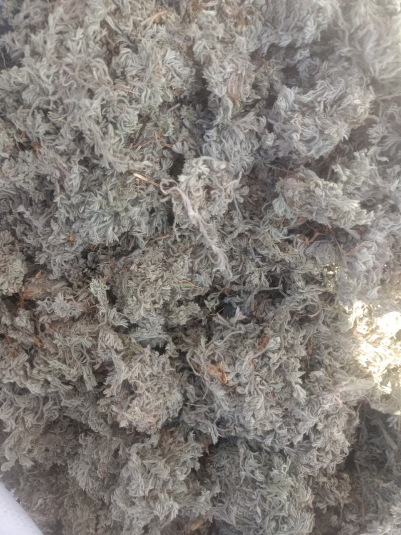 新鲜棉茵陈