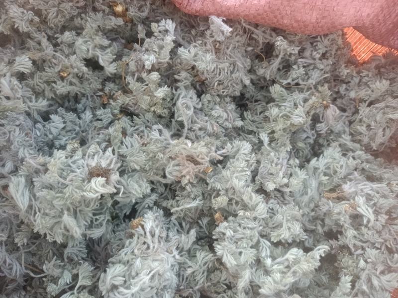 新鲜棉茵陈