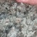新鲜棉茵陈