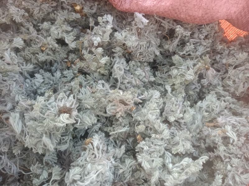 新鲜棉茵陈