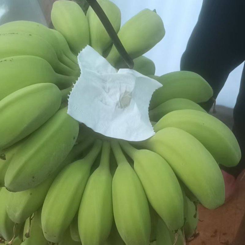 苹果蕉