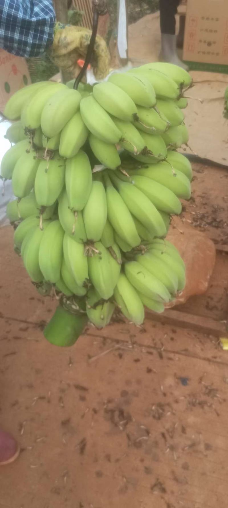 苹果蕉