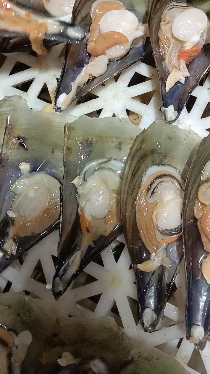半壳带子，天然海鲜