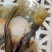 半壳带子，天然海鲜