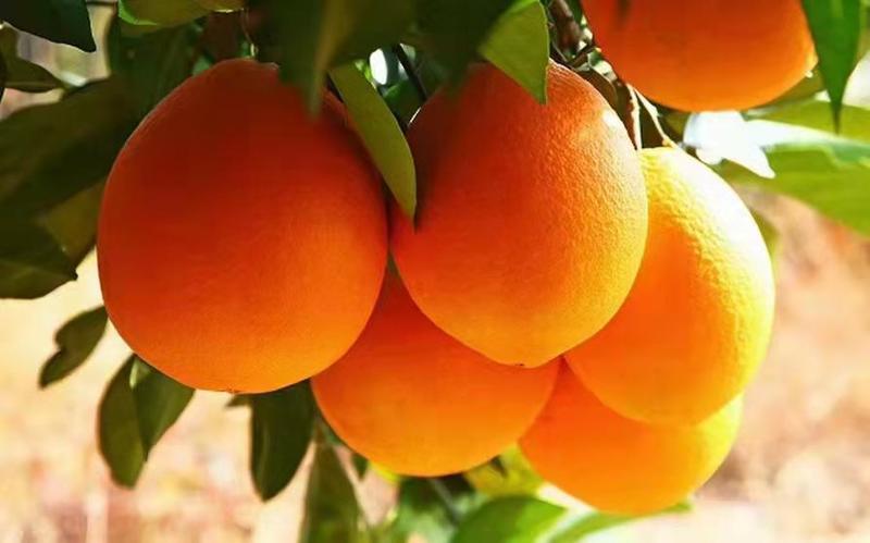 中华红脐橙，优质口感，供应市场以及各大电商，欢迎采购！！