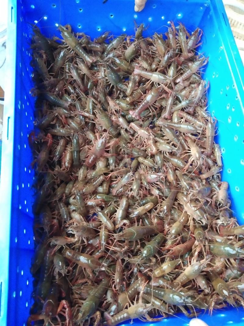小龙虾苗，，基地直供批发，包送货到付款，提供技术指导