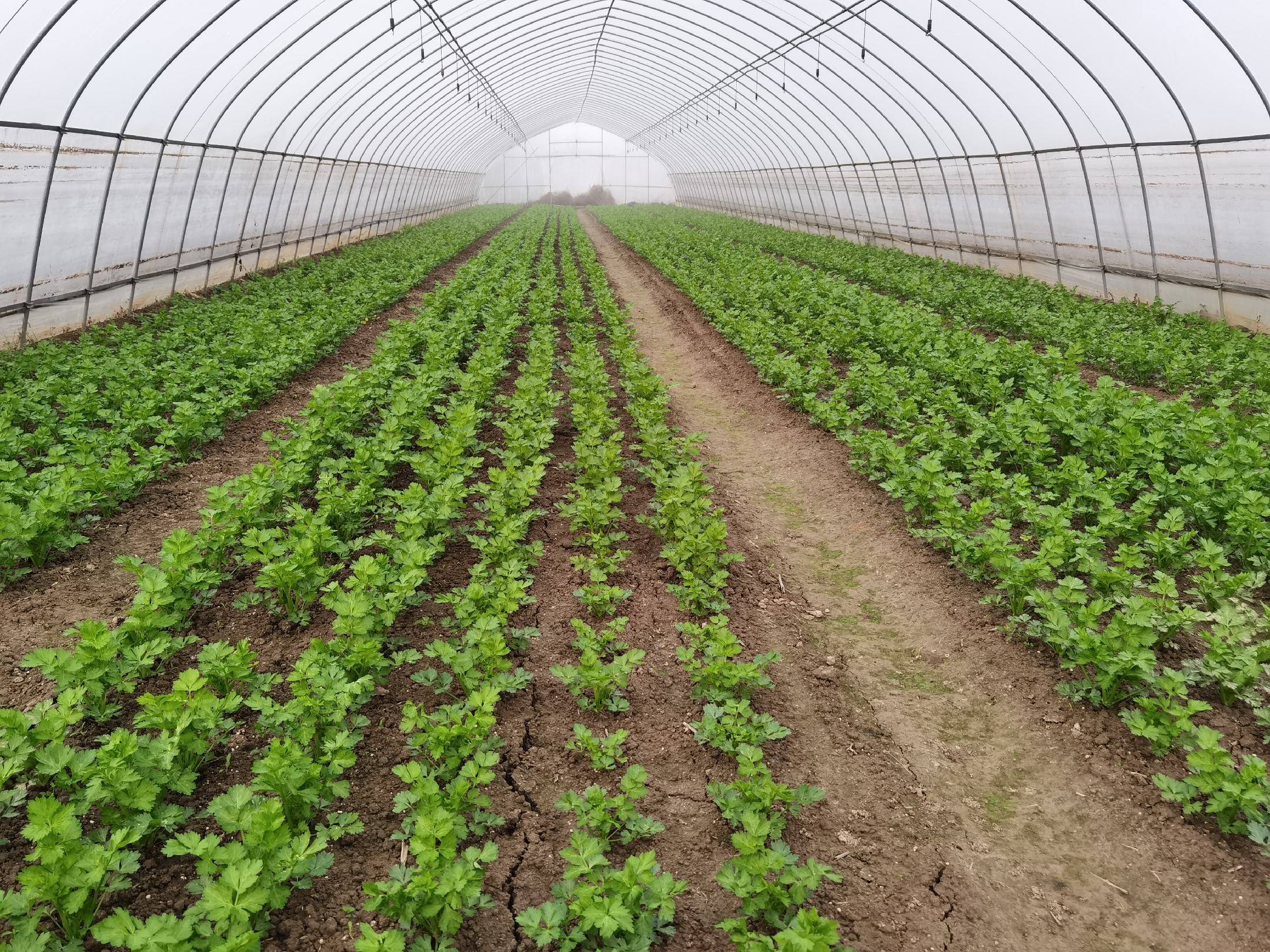 展示几种抗病性强的芹菜品种,如西芹一号、津南实芹等 芹菜抗病品种对比图