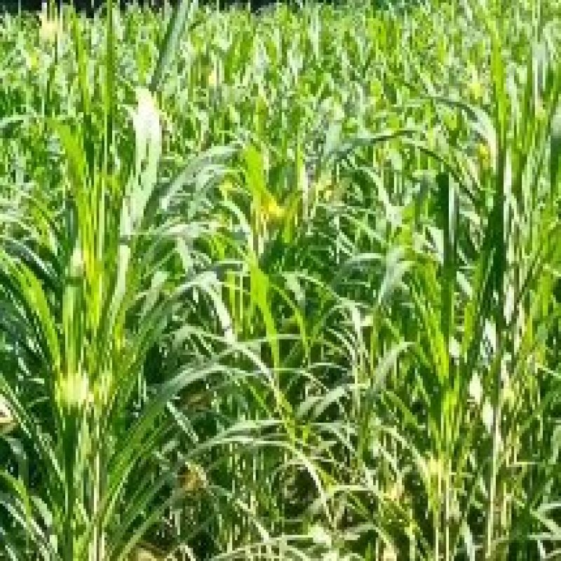 热卖广西甜象草三号甜象草种苗产地直发全国发货
