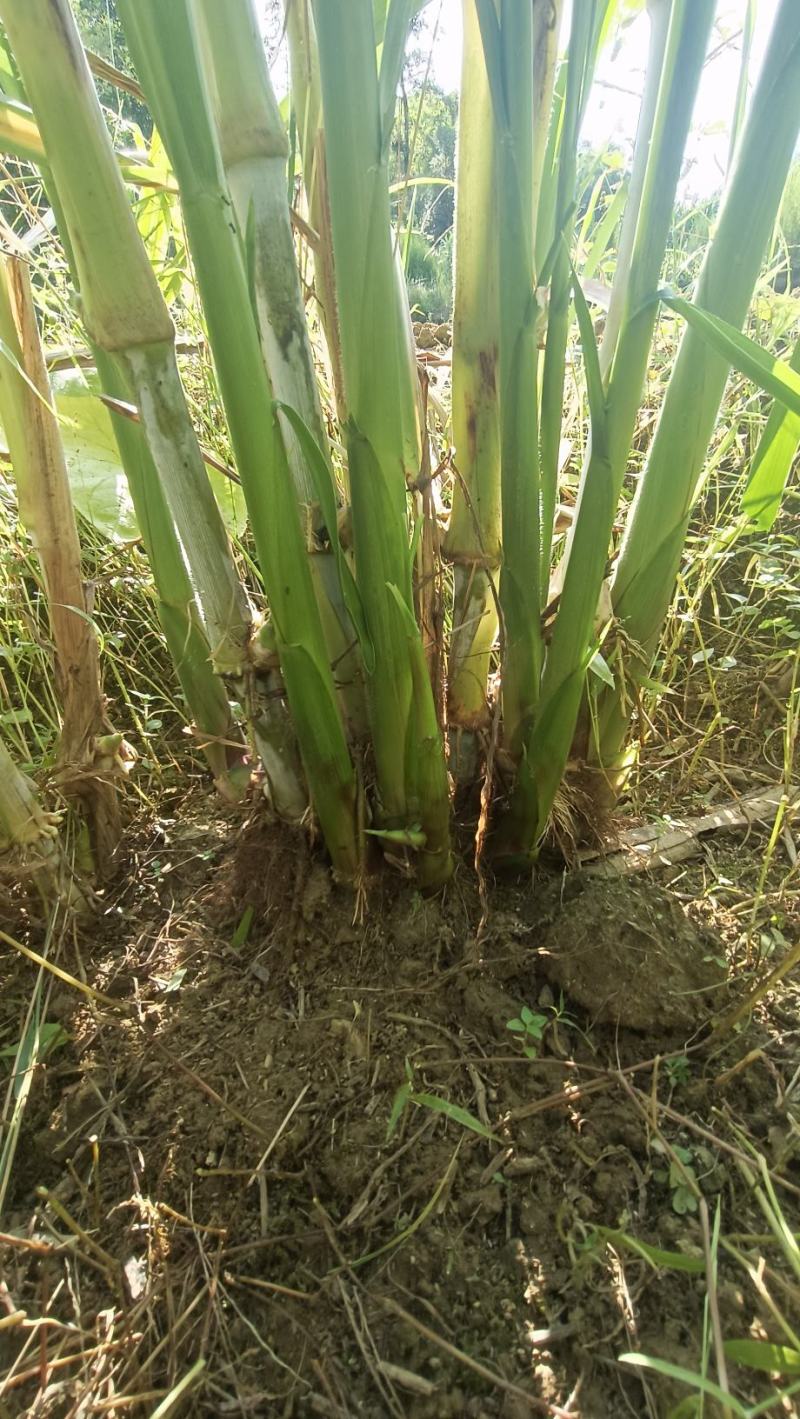 热卖广西甜象草三号甜象草种苗产地直发全国发货
