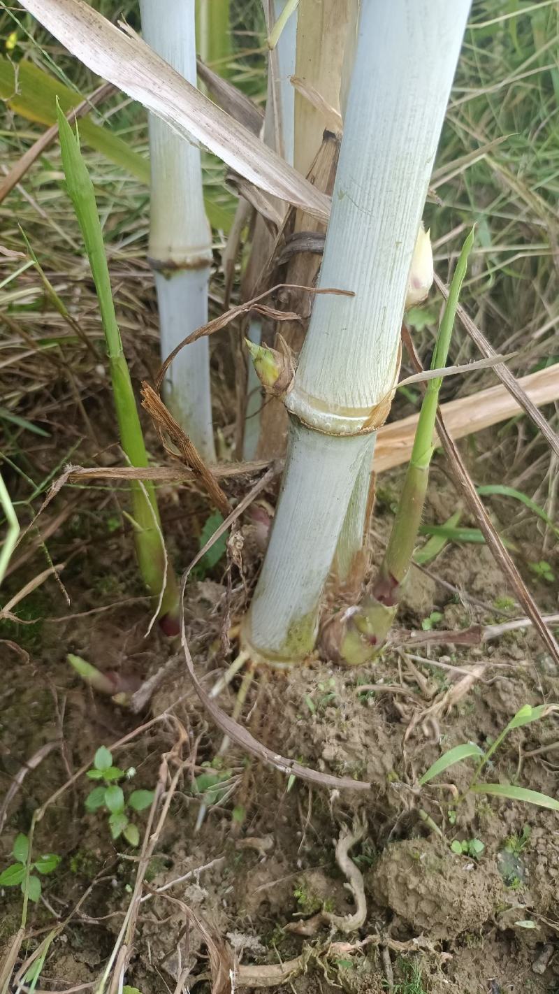 热卖广西甜象草三号甜象草种苗产地直发全国发货