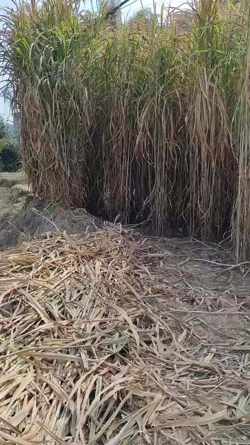 热卖广西甜象草三号甜象草种苗产地直发全国发货