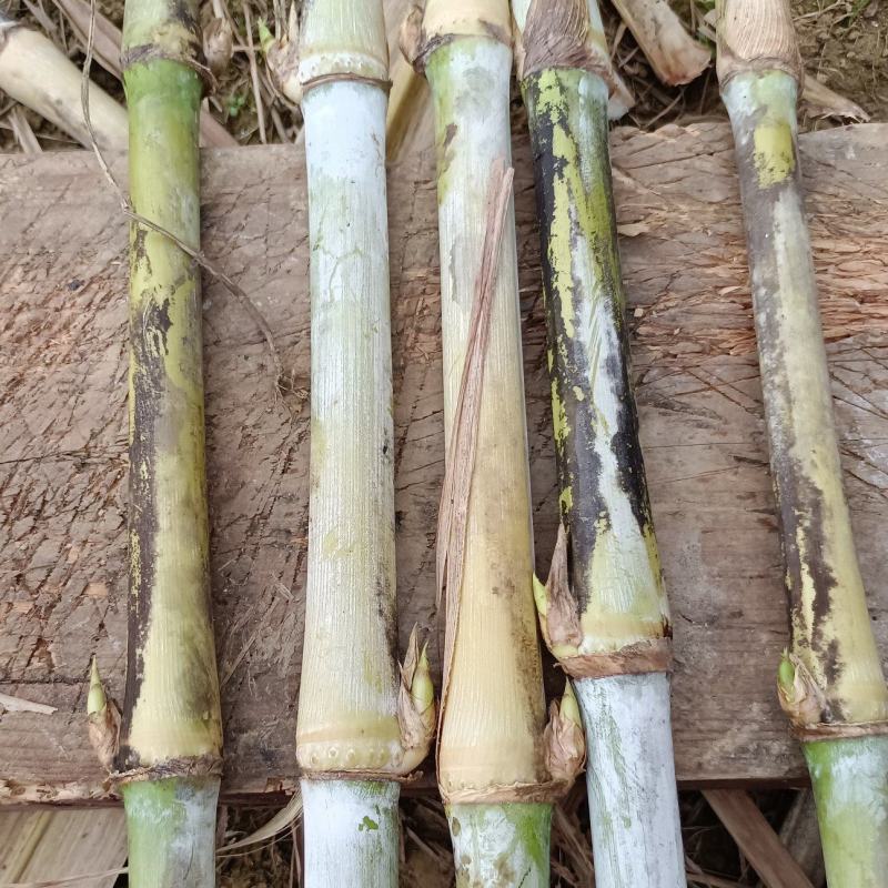 热卖广西甜象草三号甜象草种苗产地直发全国发货