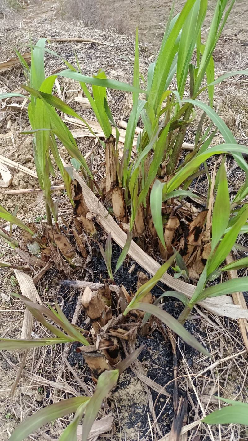 热卖广西甜象草三号甜象草种苗产地直发全国发货