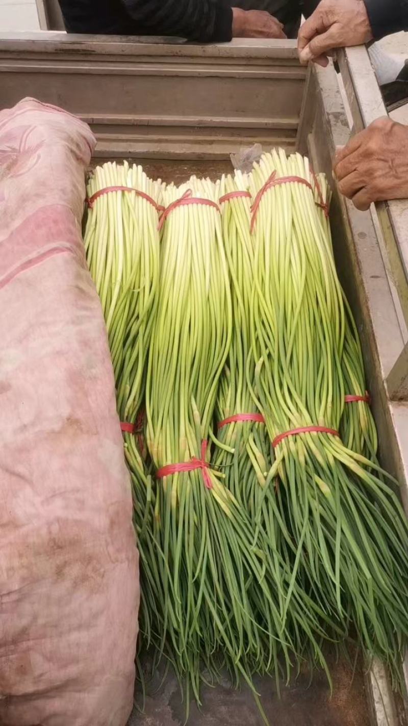精品蒜苔红帽，白帽蒜苔，干苔一手货源