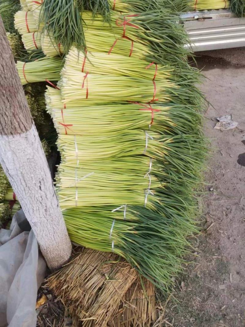 精品蒜苔红帽，白帽蒜苔，干苔一手货源