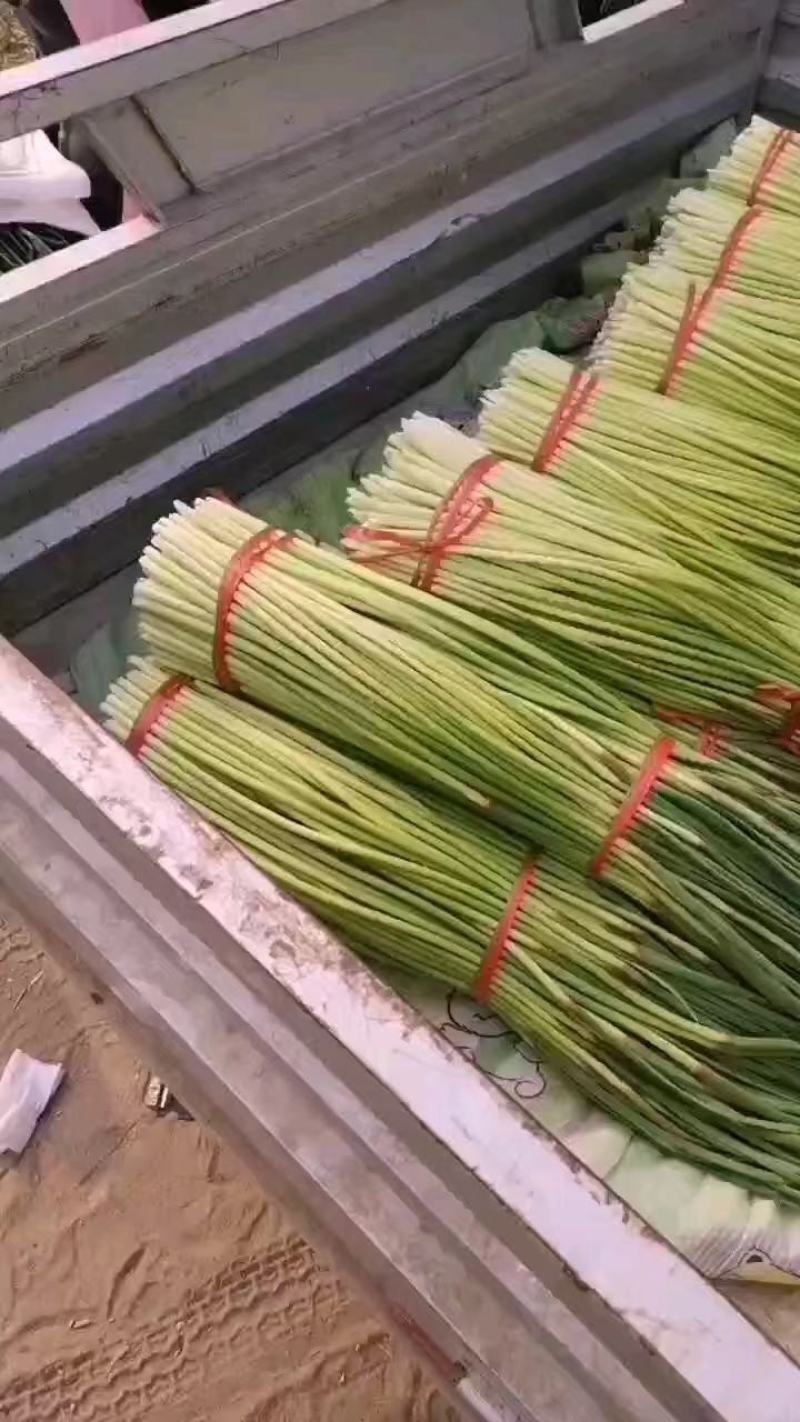 精品蒜苔红帽，白帽蒜苔，干苔一手货源