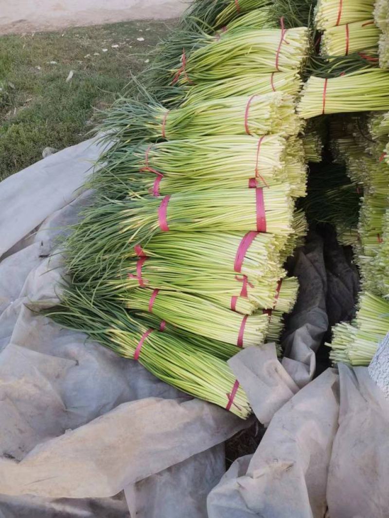 精品蒜苔红帽，白帽蒜苔，干苔一手货源