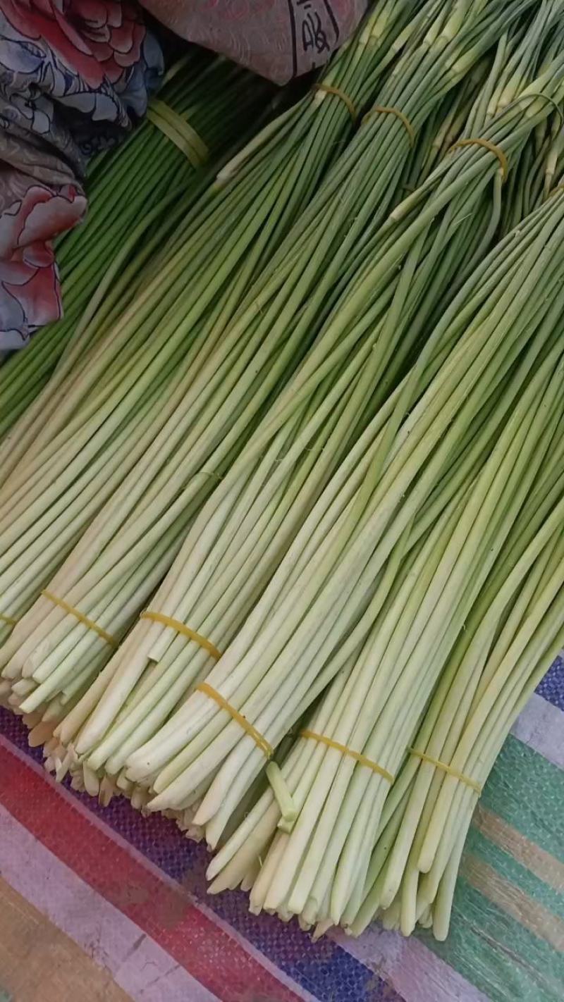 精品蒜苔红帽，白帽蒜苔，干苔一手货源
