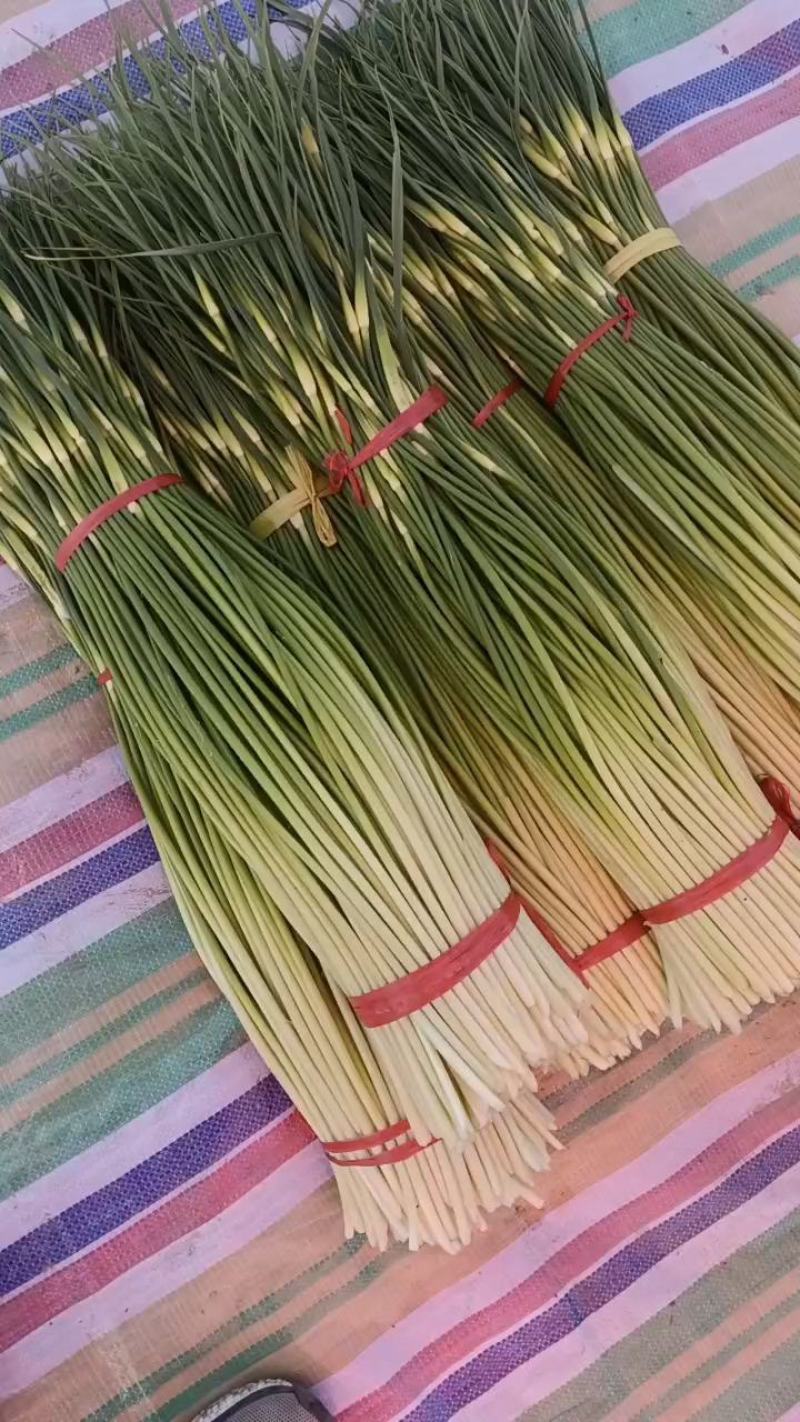 精品蒜苔红帽，白帽蒜苔，干苔一手货源