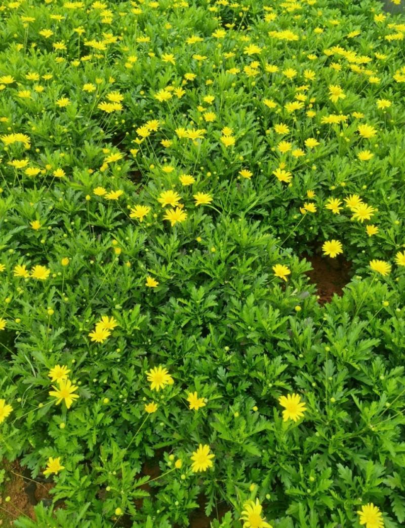 【优选商家】木春菊，自产自销，量大从优质量保证诚信第一