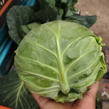 精品甘蓝
