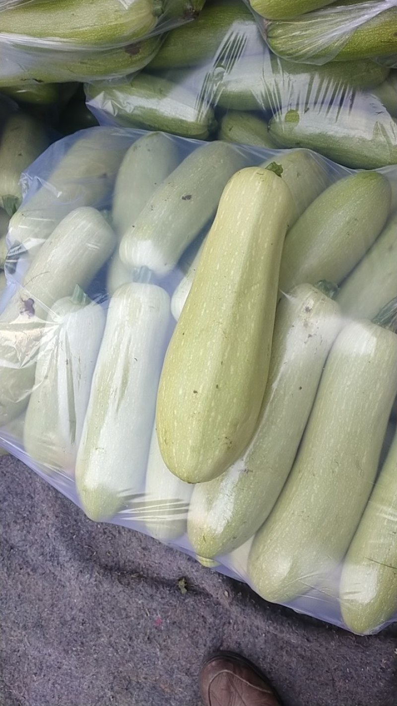 温室大棚，西葫芦，特色无公害种植，品种多样