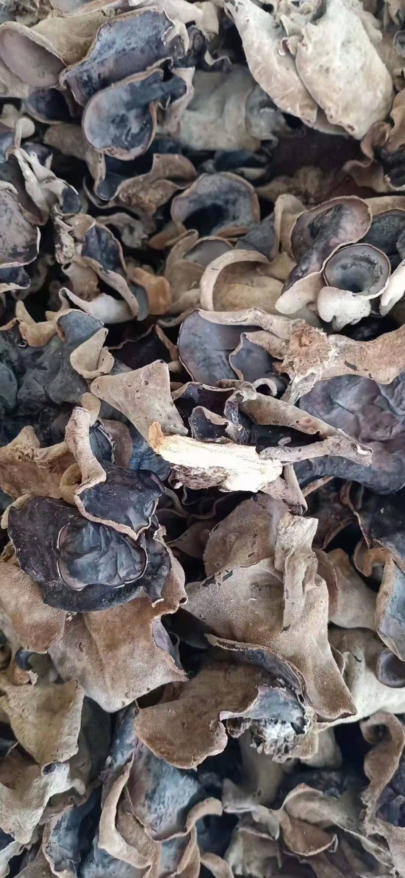 河源和平本地木耳，树头木耳脆口，大量批发