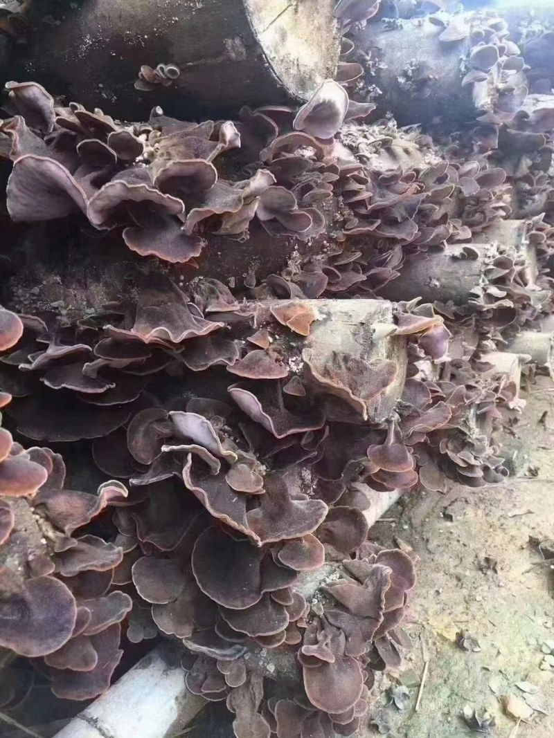 河源和平本地木耳，树头木耳脆口，大量批发
