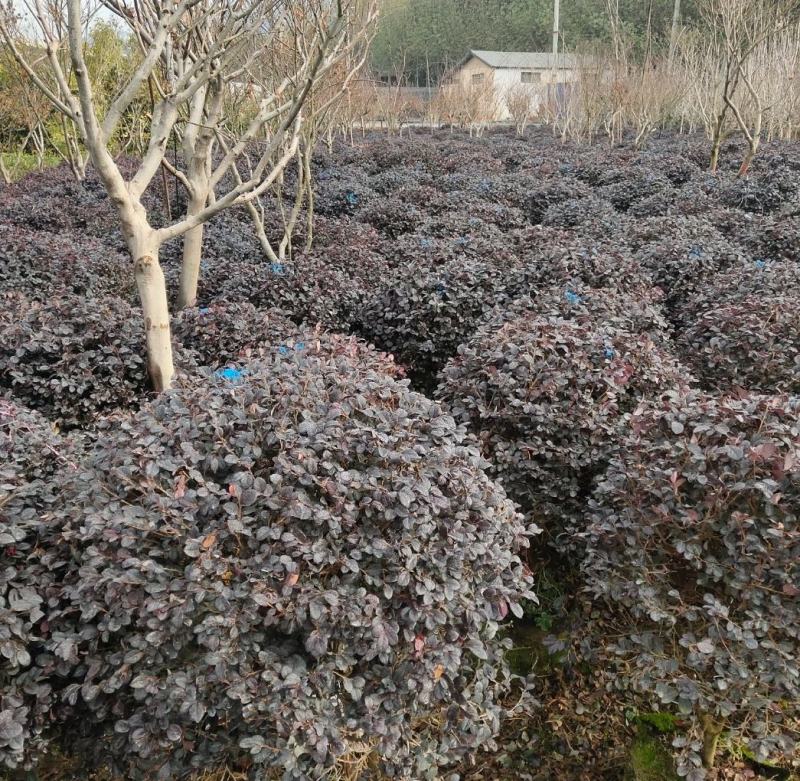 【优选商家】红花继木球，数量多，价格优惠，质量好欢迎订购