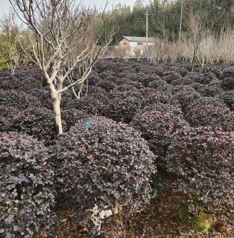 【优选商家】红花继木球，数量多，价格优惠，质量好欢迎订购