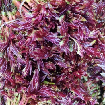 精品红油香椿二芽
