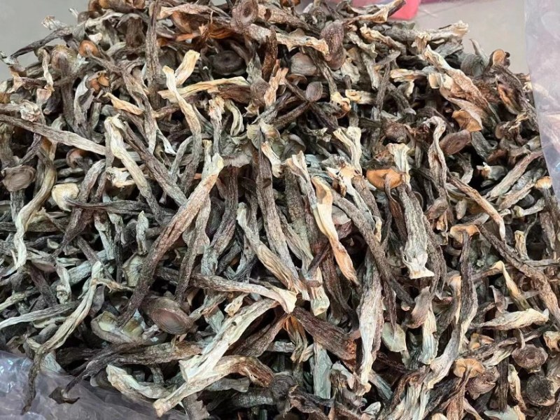 广东河源鹿茸菇，无脚菇干货10斤一件大量批发