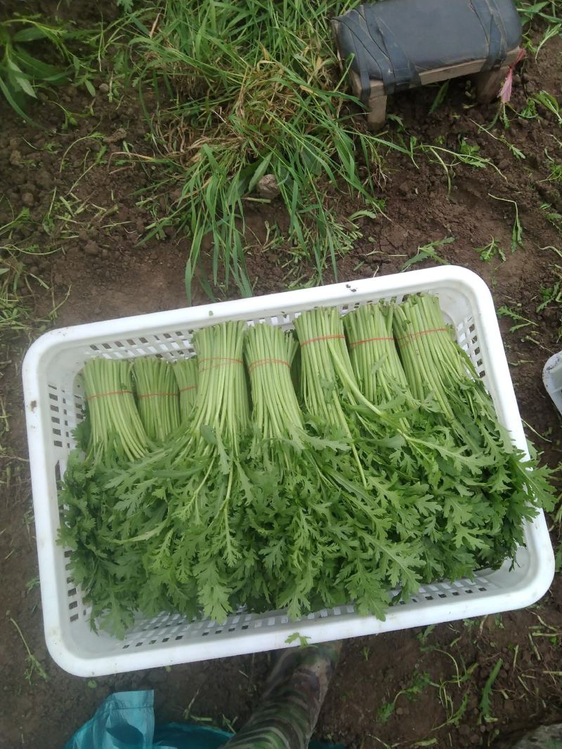 茼蒿