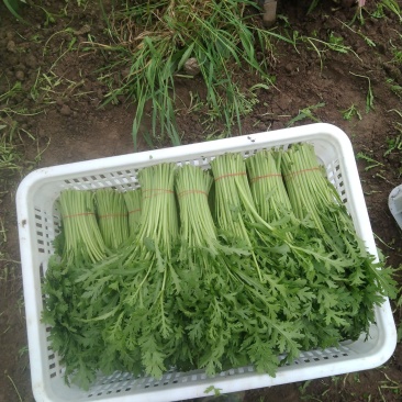 茼蒿