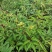 自家种植00亩粉花芍药