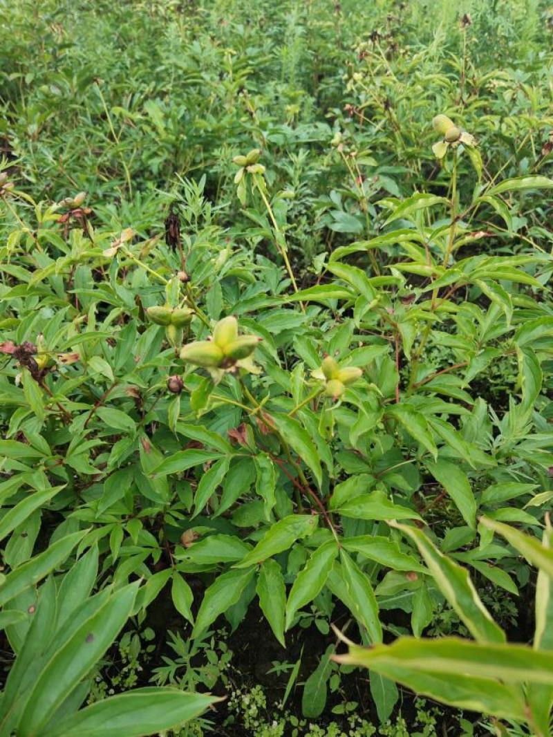 自家种植00亩粉花芍药
