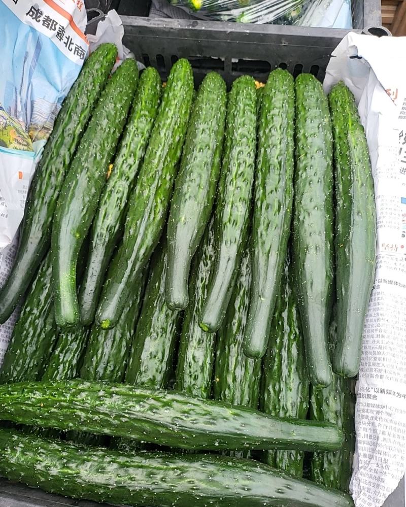 黄瓜大量上市有需要的联系实力代办需要的快来