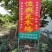 精品秋枫基地直发品质保证一手货源量大从优欢迎联