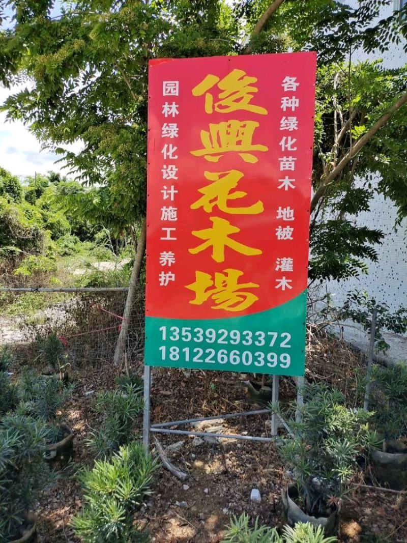 精品秋枫基地直发品质保证一手货源量大从优欢迎联