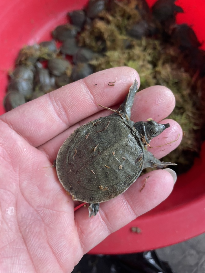 甲鱼