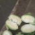 蔬菜，包菜万亩，扁包，湖北圆包菜，莲花白，奥奇娜全国可发