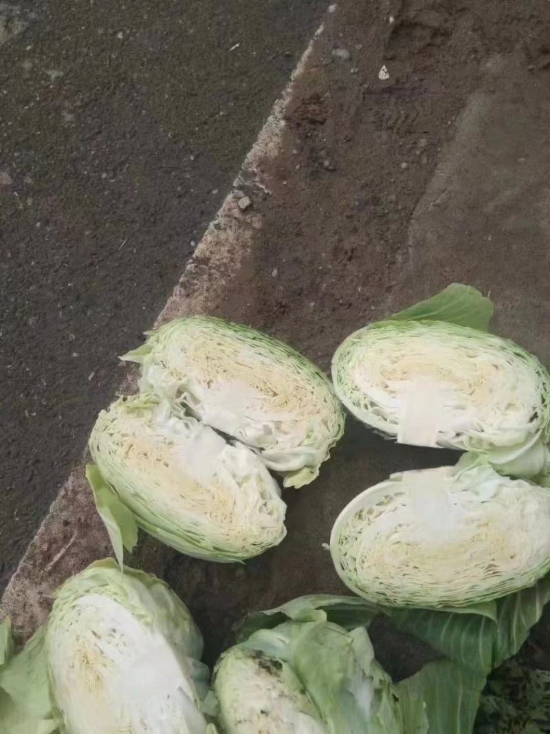 蔬菜，包菜万亩，扁包，湖北圆包菜，莲花白，奥奇娜全国可发