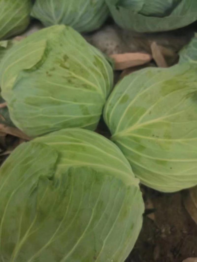 蔬菜，包菜万亩，扁包，湖北圆包菜，莲花白，奥奇娜全国可发