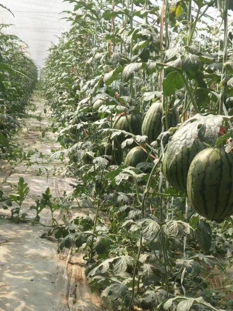 【实力商家】全美2k精品西瓜大量供应代发全国甜度高
