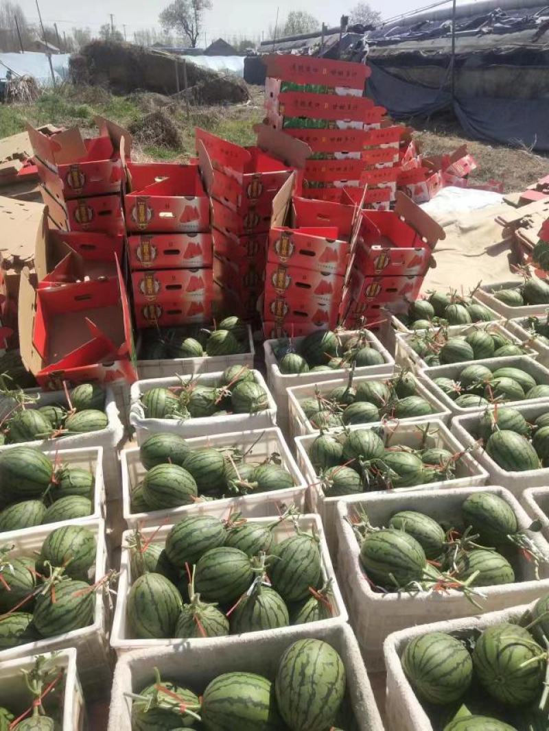 【实力商家】全美2k精品西瓜大量供应代发全国甜度高